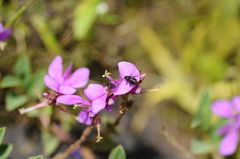 Indigofera dalzellii