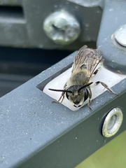 Andrena hattorfiana