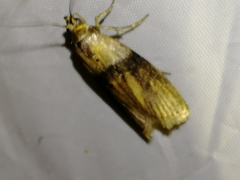 Sciota fumella