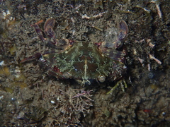 Charybdis hellerii