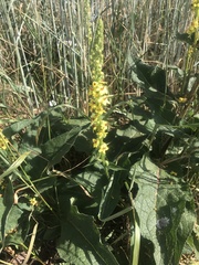 Verbascum chaixii