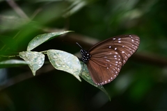 Euploea mulciber barsine