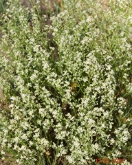 Lepidium subulatum