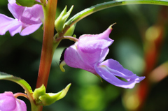 Impatiens rosea