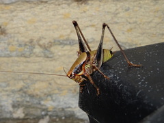 Eupholidoptera megastyla