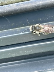 Andrena hattorfiana