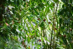 Euploea mulciber barsine