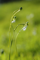 Habenaria longicorniculata