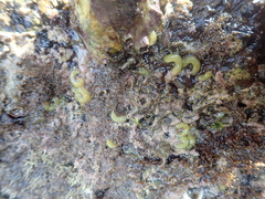 Smaragdinella sieboldi