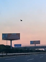 Ixobrychus flavicollis