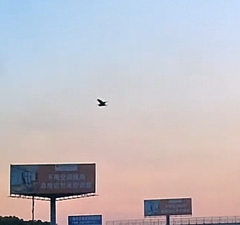 Ixobrychus flavicollis