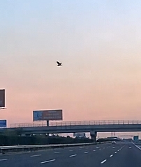 Ixobrychus flavicollis