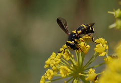 Ceriana vespiformis