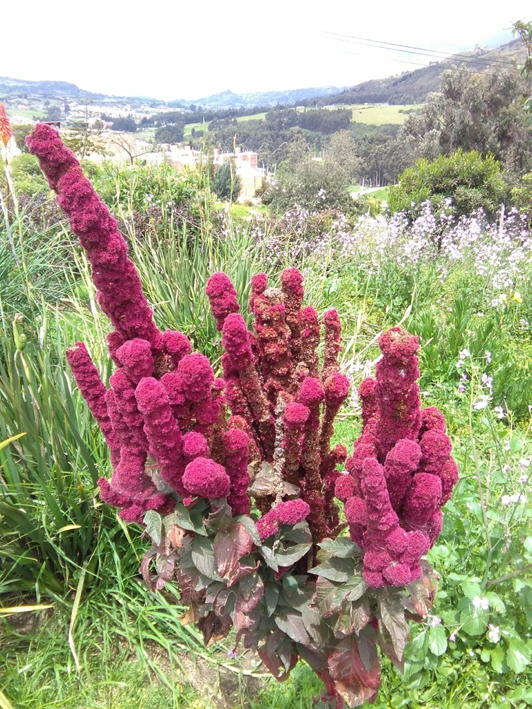 Chenopodium quinoa, Cra. 1 #97 Sur-85, Bogotá, Colombia, by germansarmientocruz