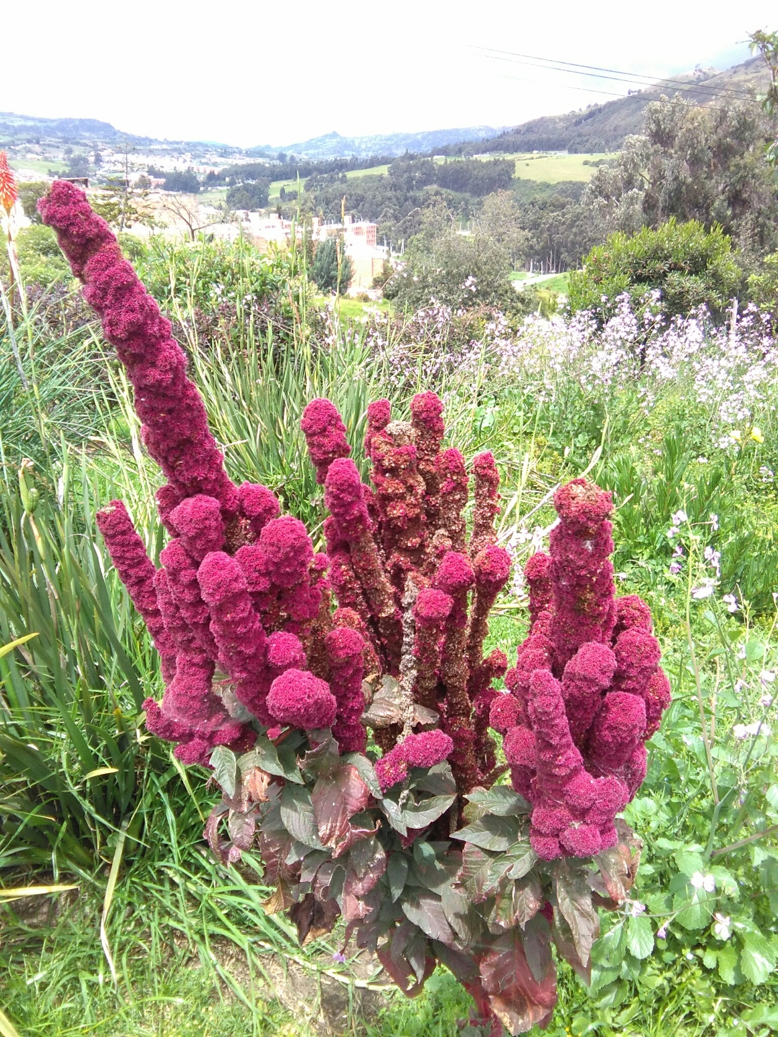 Imagem de Quinoa