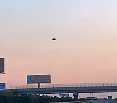 Ixobrychus flavicollis