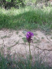 Anacamptis pyramidalis