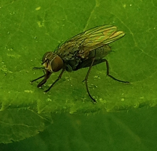 Lispe pygmaea, 2022-06-15