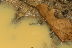 Image of Phrynobatrachus ogoensis