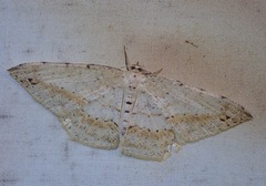 Eutoea heteroneurata