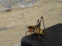 Eupholidoptera megastyla