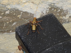 Eupholidoptera megastyla