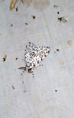 Lymantria singapura