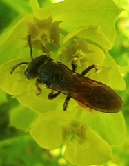 Sphecodes albilabris