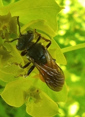 Sphecodes albilabris