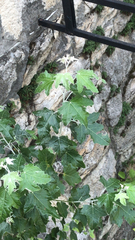 Populus alba