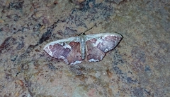 Zythos turbata