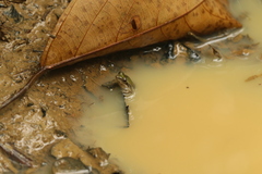 Phrynobatrachus ogoensis