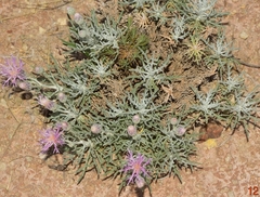 Jurinea pinnata
