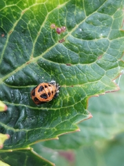 Harmonia axyridis