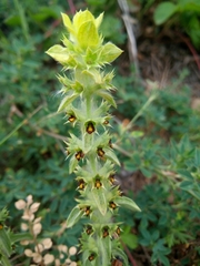 Sideritis montana