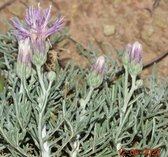 Jurinea pinnata