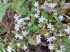 Chaenostoma floribundum