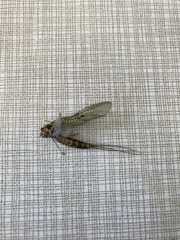 Ephemera danica