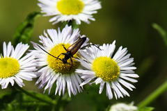 Stenurella melanura