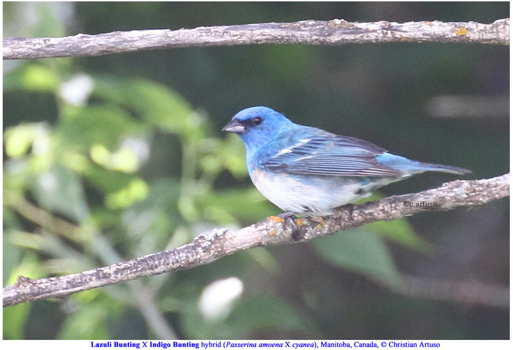 Lazuli × Indigo Bunting