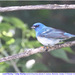 Lazuli × Indigo Bunting - Photo (c) Christian Artuso, some rights reserved (CC BY-NC-ND), uploaded by Christian Artuso