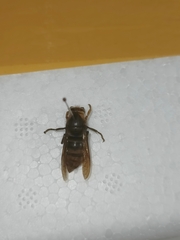 Dolichovespula flora