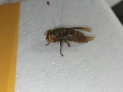 Dolichovespula flora