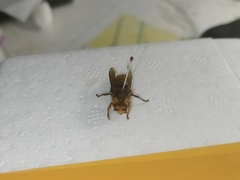 Dolichovespula flora