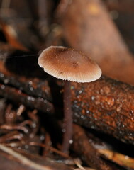 Mycena vinacea