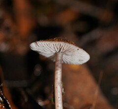 Mycena vinacea