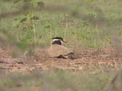 Vanellus tectus
