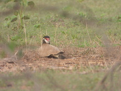 Vanellus tectus