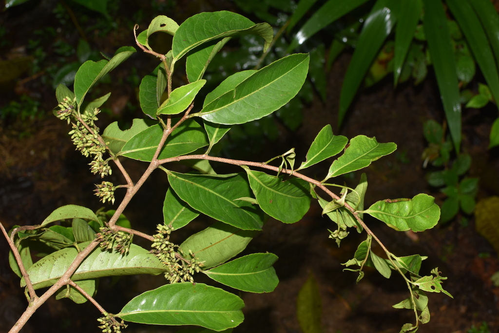 Sacoglottis trichogyna