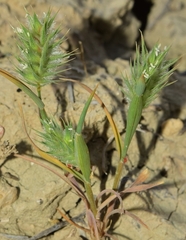Eremopyrum orientale